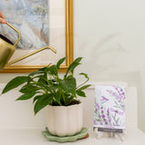 Fresh Scents | Lavender Sachets